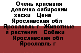 Очень красивая девочка сибирский хаски › Цена ­ 1 - Ярославская обл., Ярославль г. Животные и растения » Собаки   . Ярославская обл.,Ярославль г.